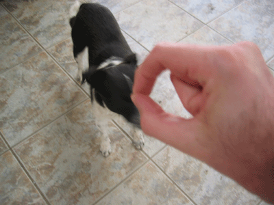 clone dog?