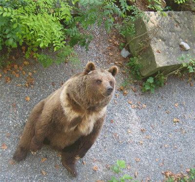 charming bear in pit